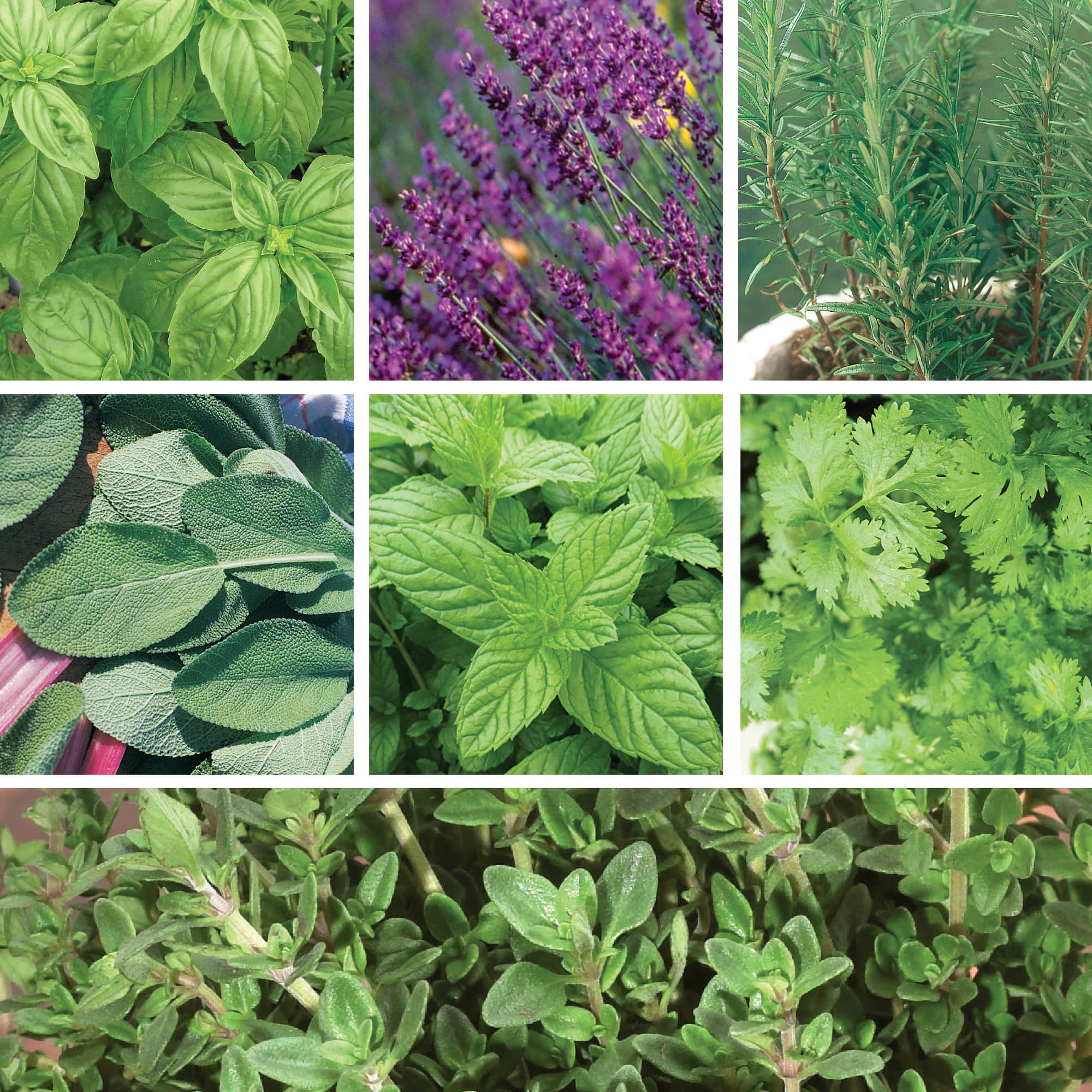 A variety of herbs